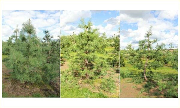 Семинар ниваки. Этапы формирования сосен Процесс формирования на трёх снимках