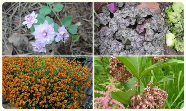 Интродукция и натурализация — растения Северной Америки Коллаж из картинок с цветами различной расцветки