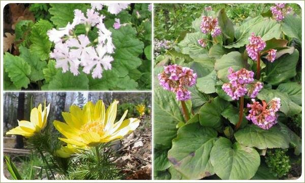 Интродукция и натурализация — растения Сибири Картинки с разноцветными растениями