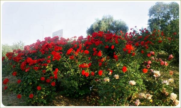 Кусты с красными цветами на фоне дорожки и деревьев