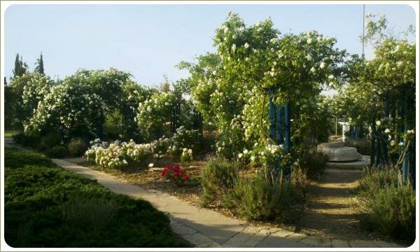 Кусты с белыми цветами на синих опорах в рядовой посадке на фоне садовых дорожек