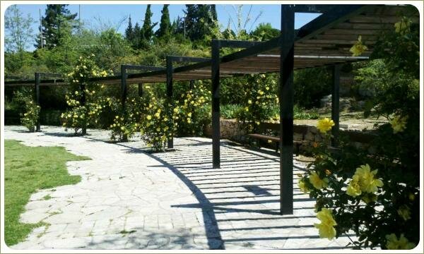 Лёгкое строение полукруглой формы с кустами цветущими жёлтыми цветами на фоне площадки и лужайки