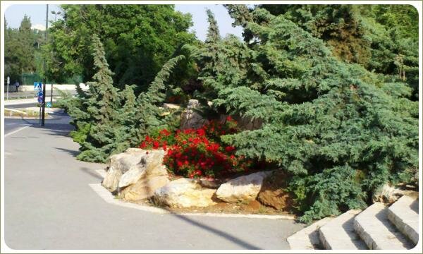 Хвойные раскидистые кусты и чркий куст с красными цветами на фоне камней и лестницы