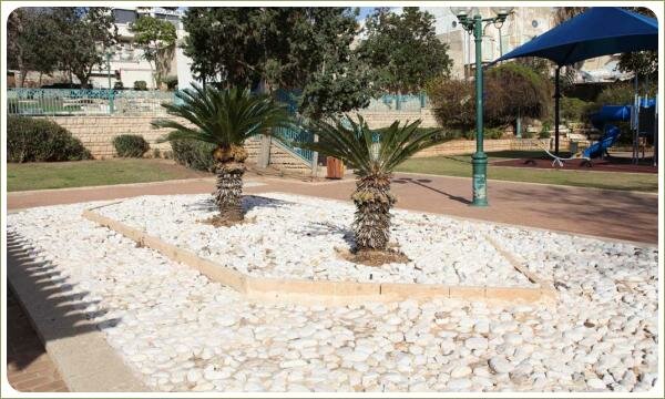 Маленькие пальмы на фоне белой каменистой отсыпки и мощёной площадки