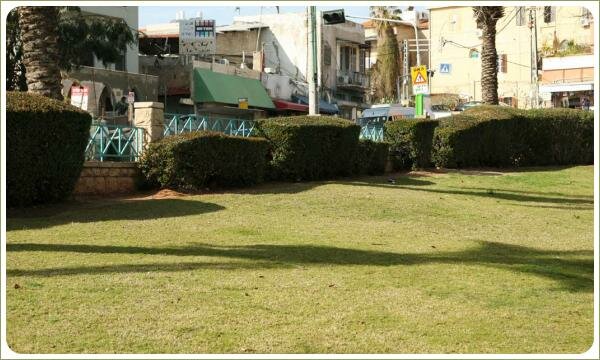 Стриженые кустарники разной формы на фоне зелёной лужайки и ограждения