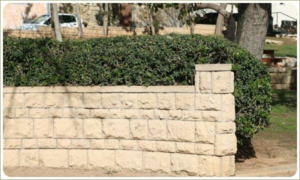 Невысокая стенка из светлого камня и стриженный кустарник с зелёной листвой