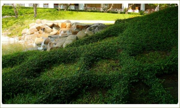 Орнамент из стриженных кустарников. Сад в Таиланде Низкорослые стриженные кусты в форме ромбовидного орнамента на фоне зелени лужайки