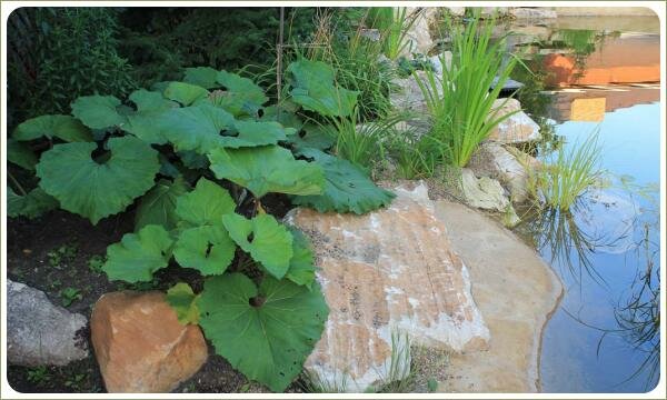 Прибрежные цветники. Урал Плоский камень на берегу и растение с зелёными листьями