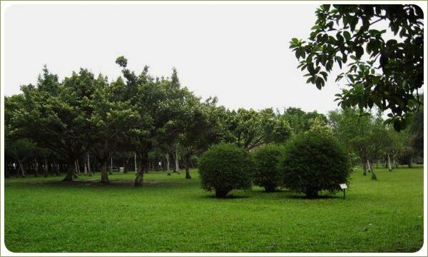 Кусты в форме шара. Парк Да-ань. Тайбей Стриженные в шар кустарники на фоне деревьев и зелёной лужайки