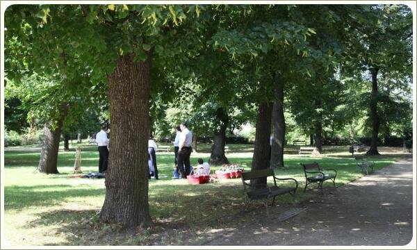 Офисные работники на пикнике на поляне под кронами старых больших деревьев