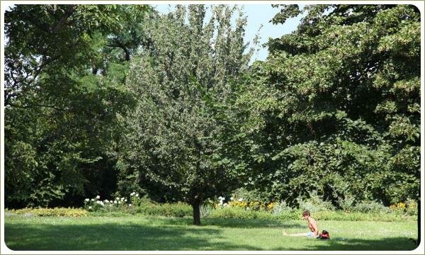 Большие зелёные деревья и разноцветный цветник и человек на лужайке
