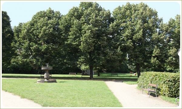 Большие лиственные деревья на фоне стриженных кустов и зелёной лужайки