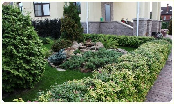 Стриженный в изгородь кустарник с листвой желтоватого цвета вокруг зелёной лужайки на фоне дорожки и строения