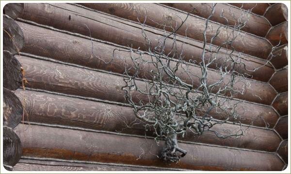 Сухое растение с извилистыми ветками и корнями на фоне стены сруба