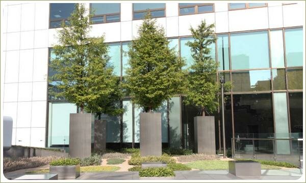 Композиция с пихтами. Городское озеленение. Сеул Хвойные деревья в высоких контейнерах и почвопокровные посадки в их основании