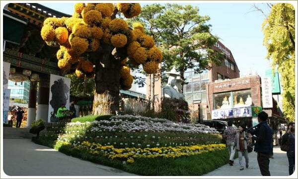 Дерево с толстым стволом и шарами из жёлтых цветов на поляне с рядами растений жёлтого и зелёного и розового цвета