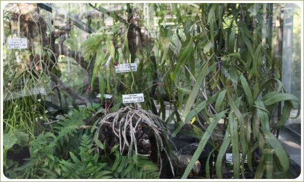 Лесные кактусы. Ботанический сад Карлова университета. Прага Экзотические растения в группе с лесными видами