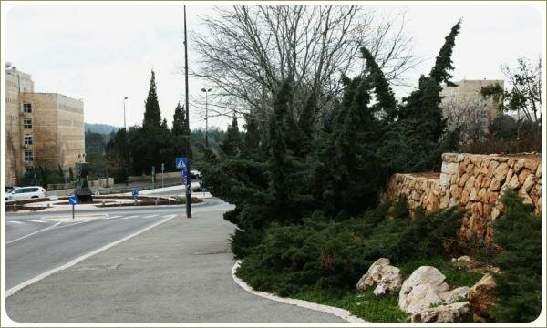 Хвойные кустарники различной высоты на фоне камней и подпорной стенки из дикого камня и вдоль тротуара и проезжей части города