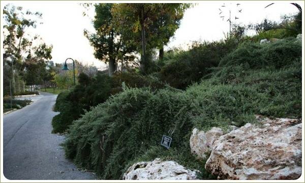 Растение с длинными ветками и мелкими листочками серебристого цвета на склоне среди камней вдоль прогулочной дорожки на фоне больших деревьев