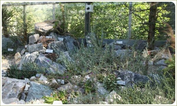 Толстянковые и молочайные. Ботанический сад Карлова университета. Прага Каменные группы и растения с утолщёнными листьями