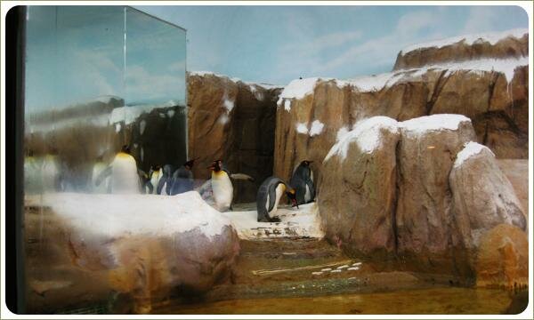 Несколько пингвинов на фоне большого зеркала и коричневых камней припорошённых белым налётом