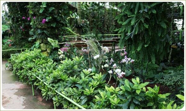 Бордюр из кротона в саду орхидей Плотная рядовая посадка не высокого растения с жёлтыми точками на листах на фоне розово и бело цветущих цветов