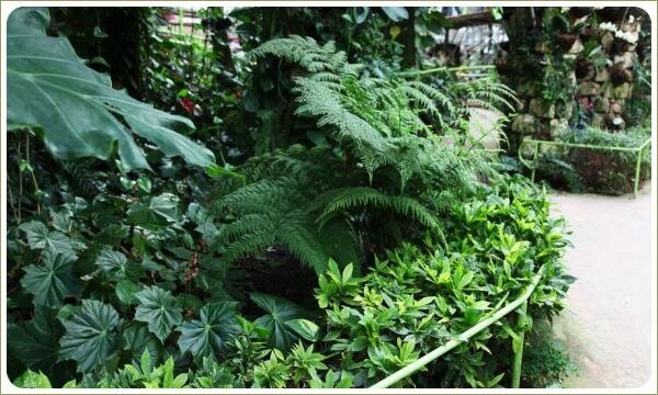 Бордюр из кротона подбивает резные перья папоротника Буйная зелёная композиция и растений с листьями различного размера и формы на фоне серой дорожки