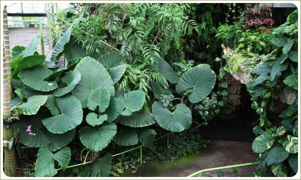 Лопухи с крупным листом в тропической композиции Растения с крупными округлыми листьями в угловой посадке на фоне узких листьев