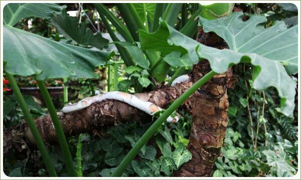 Тропическая композиция - змея под под лопухами Крупные листья с волнистым краем и змея на коричневой ветке под ними