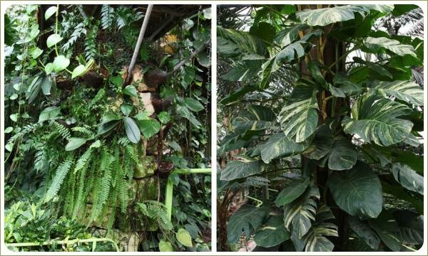 Увитые тропическими растениями опоры Растения с листами различных оттенков и размеров и форм на опорах строения