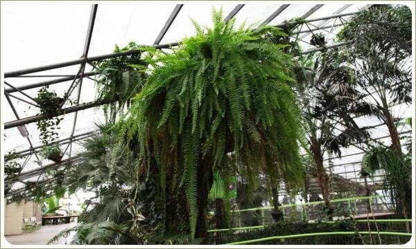 Кашпо с ампельными растениями и пышными папоротниками Под стеклянной крышей на металлических конструкциях кашпо со свисающими листьями растений