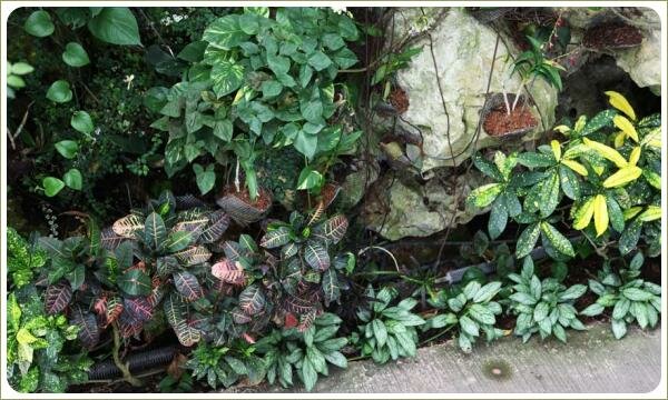 Композиция из кротонов с разноцветными листьями Разноцветная зелень листьев растений в оформлении отвесной стены и камни