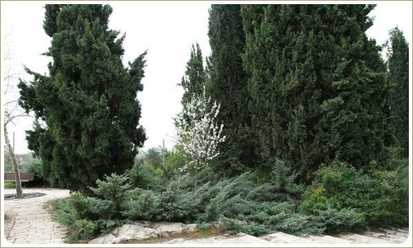 Белое цветение небольшого дерева на фоне хвойных растений и деревьев и мощёной дорожки