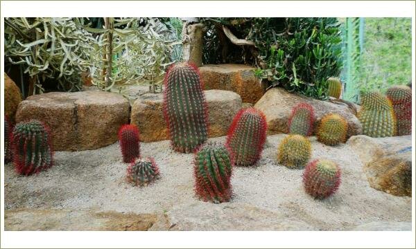 Кактусы с округлой и вытянутой формы с колючками красноватого цвета на фоне камней и песка и растений с толстыми вытянутыми листьями