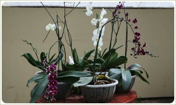 Серо-бежевый фон стен отлично проявляет изящество орхидей Сиреневые и белые цветы на длинных стеблях в плоских чашах на деревянном круглом столике