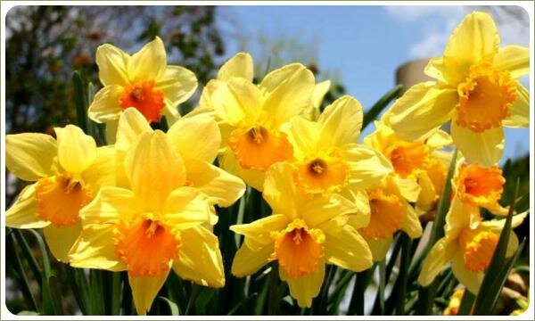 Цветущие нарциссы