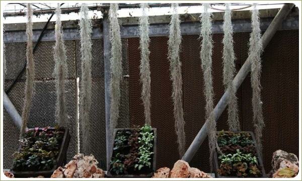 Пряди Луизианского мха Узкие длинные пряди серебристого цвета на фоне коричневой стены и ящиков с разноцветной рассадой