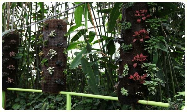 Металлические цилиндрические корзины с карманами для рассады Цилиндры из металлической сетки с землёй и разноцветной рассадой на фоне зелени тропического леса