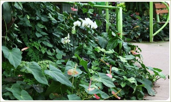 Белая орхидея на фоне зарослей антуриума Белые цветы на длинных цветоносах на фоне бурного зелёного обрамления из растений и серая дорожка