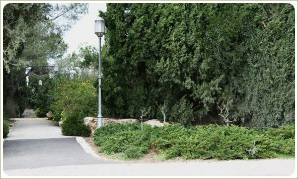 Небольшие годые кустики на фоне низкого можжевеника и большого хвойного дерева и серая дорожка в парке с перспективой