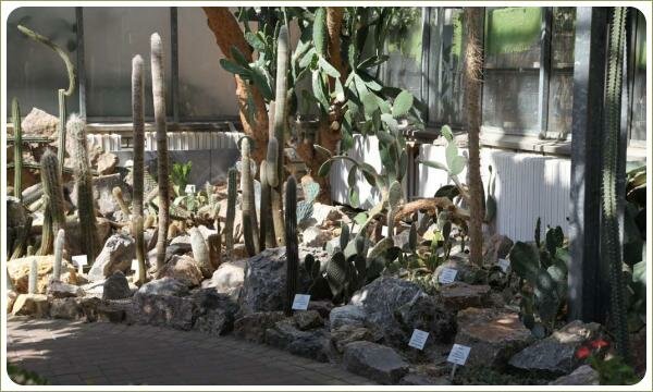 Кактусы крупномеры. Ботанический сад Карлова университета. Прага Растения с колючками различных форм и размеров на фоне камней