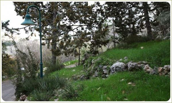 Растения с длинными острыми листьями в группе с камнями на зелёной лужайке на склоне под хвойными деревьями