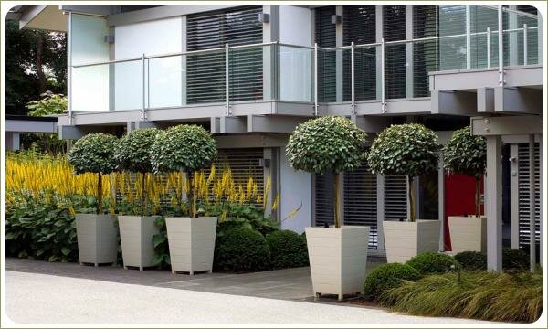 Маленькие деревца штамбовой формы в контейнерах на входе в дом на фоне цветника со злаковыми травами