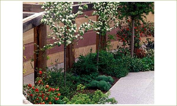 Фрагмент озеленения крыши и декоративные деревья штамбовой формы