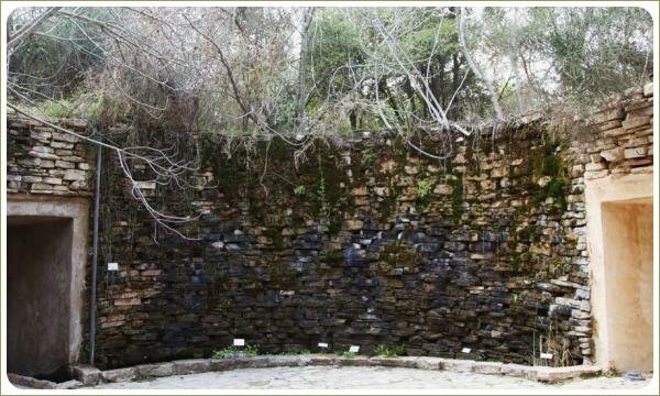 на каменной стене небольшие пучки растений и голые ветви деревьев верхнего яруса на фоне арок и мощёной площадки