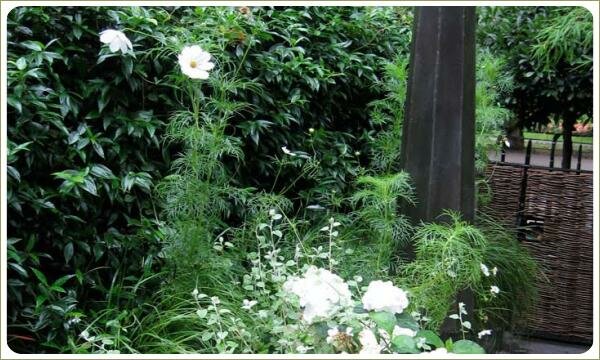 Группа с бело цветущими растениями на фоне плетня и живой изгороди