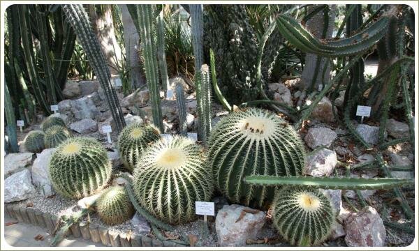 Эхинокактус Грузона. Ботанический сад Карлова университета. Прага Круглые растения с колючками на фоне камней в нижней части экспозиции