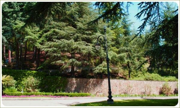 Айвазовское. Хвойные на подпорной стенке Хвойные на подпорной стенке и фонари