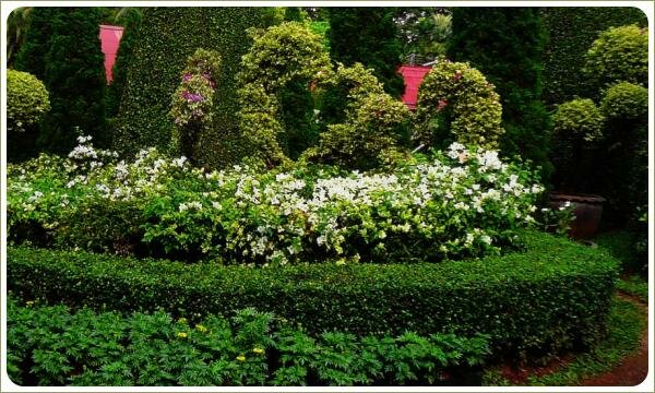 Изогнутые конструкции в виде сердец увиты растениями на фоне конусообразных хвойных растений и цветущих белых кустарников и стриженного бордюра