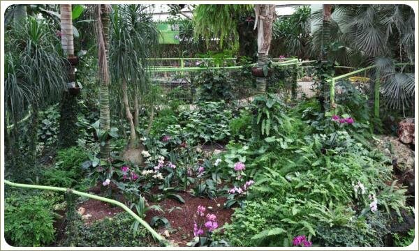 Пёстрый ковёр из орхидей и прочих любителей дождевого леса Под тропическими пальмами разноцветные растения на фоне коричневатой отсыпки